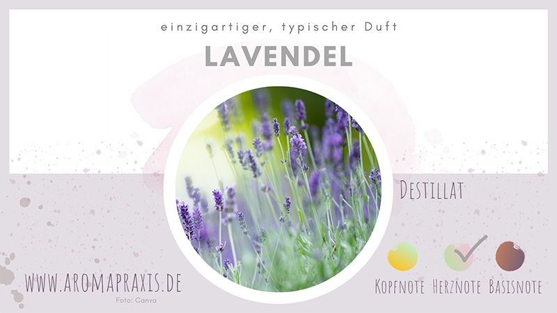 Oelelexikon_E_Zimmermann_Lavendel