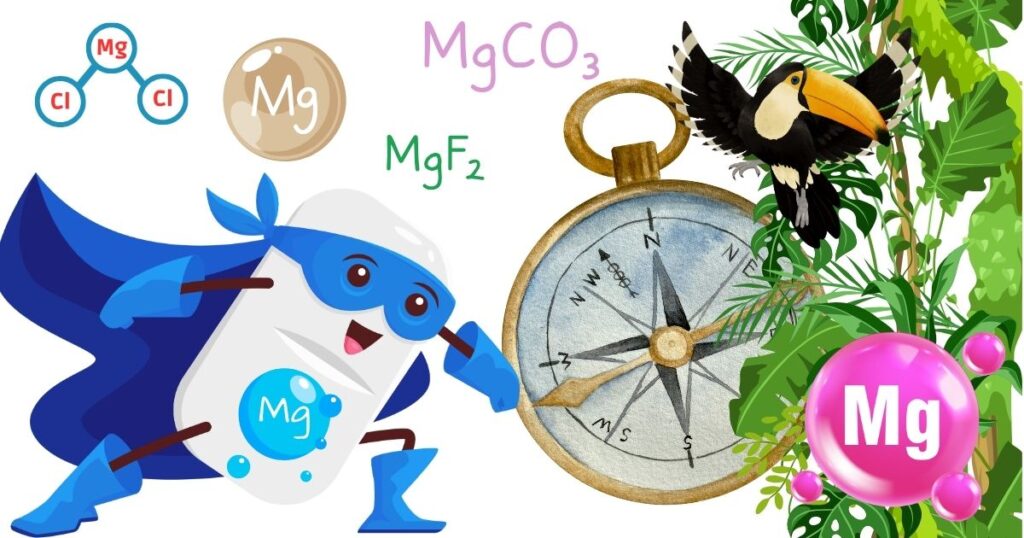 Dein Kompass durch den Magnesium-Dschungel